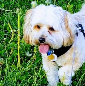 Meet your Posher, Irit